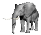 Elefante - GIF animado grátis Gif Animado