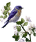 oiseaux - zadarmo png animovaný GIF