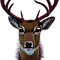 kikkapink winter deer animal - png gratuito GIF animata