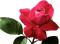 Tube Rose - бесплатно png анимированный гифка