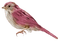 oiseau rose - PNG gratuit GIF animé