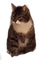 animalss cats nancysaey - ingyenes png animált GIF