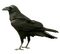 crow - PNG gratuit GIF animé