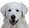 kuvasz hungarian dog breed - darmowe png animowany gif