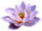 Lotus Flower - ingyenes png animált GIF