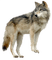 loup 2 - 免费PNG 动画 GIF