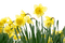 daffodil spring flowers border  printemps fleurs - PNG gratuit GIF animé
