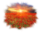 poppy field - nemokama png animuotas GIF
