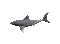 shark hai fish poisson ocean sea mer meer underwater undersea requin sous l'eau summer ete sommer deco tube gif anime animated animation