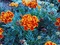 flower fantasy - Δωρεάν κινούμενο GIF κινούμενο GIF