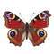 papillon - Бесплатный анимированный гифка анимированный гифка