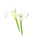calla lily Bb2 - Free PNG Animated GIF