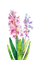 hyacinth Bb2 - PNG gratuit GIF animé