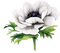 aquarelle,  fleur, Orabel - GIF animé gratuit