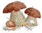 Pilze, Steinpilze, Herbst - darmowe png animowany gif