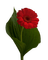 Kaz_Creations Deco Flowers Flower Colours - Free PNG Animated GIF