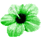 Animated.Flower.Green - By KittyKatLuv65 - Free animated GIF Animated GIF