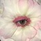 pink eyeball - png gratis GIF animasi