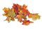 осень-листья. - zdarma png animovaný GIF