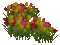 tulipán - Free animated GIF Animated GIF