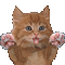 Cat Chat Licking Screen Animated GIF