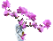 fleur bagulnik, gif, Pelageya