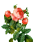 Roses - Бесплатный анимированный гифка анимированный гифка