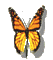 butterfly whit schlappi50 - Bezmaksas animēts GIF animēts GIF