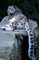 snow leopard bp - png gratis GIF animado