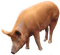 Kaz_Creations Pig - 免费PNG 动画 GIF