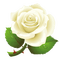 Kaz_Creations Deco Flowers Roses Flower - Free PNG Animated GIF