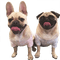 Kaz_Creations Dogs. Dog Pug  Puppies Pup - Free PNG Animated GIF