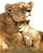 Kaz_Creations Animals Lions Cub - бесплатно png анимированный гифка