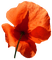 lotus - PNG gratuit GIF animé