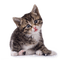 tabby kitten - gratis png animeret GIF