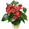 Bloemen en Planten - Gratis animerad GIF animerad GIF
