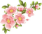 spring flowers - nemokama png animuotas GIF