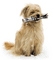 Tube Chien - 免费PNG 动画 GIF