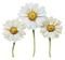 Daisies Bb2 - Free PNG Animated GIF