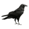 gothic deco png halloween kikkapink crow - png gratuito GIF animata
