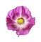 Flower Poppies - безплатен png анимиран GIF