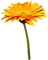 kikkapink deco autumn flower - PNG gratuit GIF animé