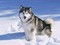tube animaux chien - png gratuito GIF animata