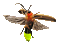 Firefly, Lightning Bug - GIF animé gratuit GIF animé