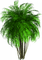 palmiers - безплатен png анимиран GIF