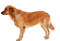 Kaz_Creations Dog Pup - besplatni png animirani GIF