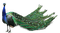pavo real - Free PNG Animated GIF
