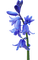 kukka, flower, fleur - Free PNG Animated GIF