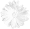 Flower.White.Animated - KittyKatLuv65 - Darmowy animowany GIF animowany gif