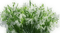 snowdrops - 免费PNG 动画 GIF